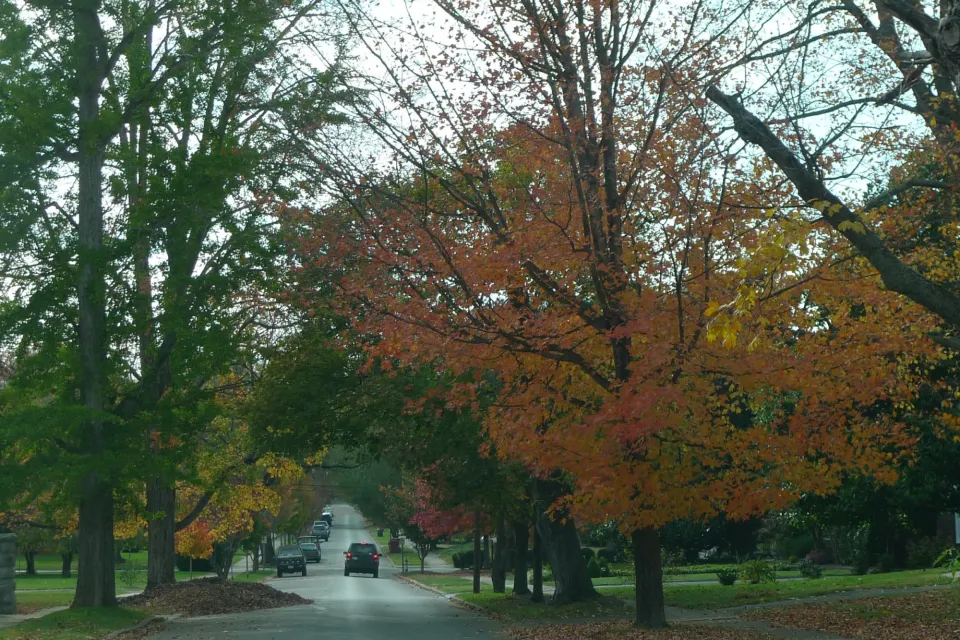 Trees on Street
